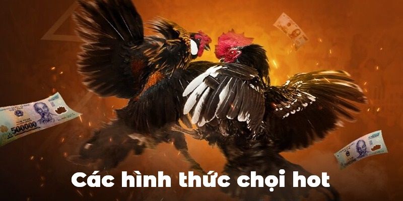 2 sảnh cược đá gà trực tiếp đình đám tại King88