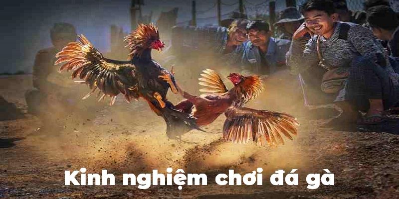 Kinh nghiệm bắt kèo hay cho hội viên mới chơi đá gà King88